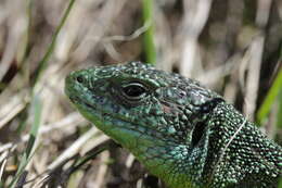 Image of Western Green Lizard