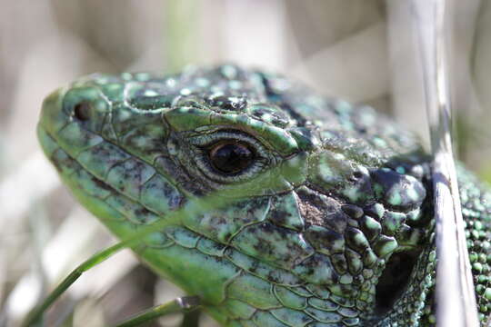 Image of Western Green Lizard