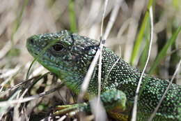 Image of Western Green Lizard