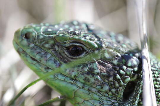 Image of Western Green Lizard