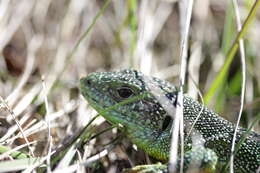 Image of Western Green Lizard