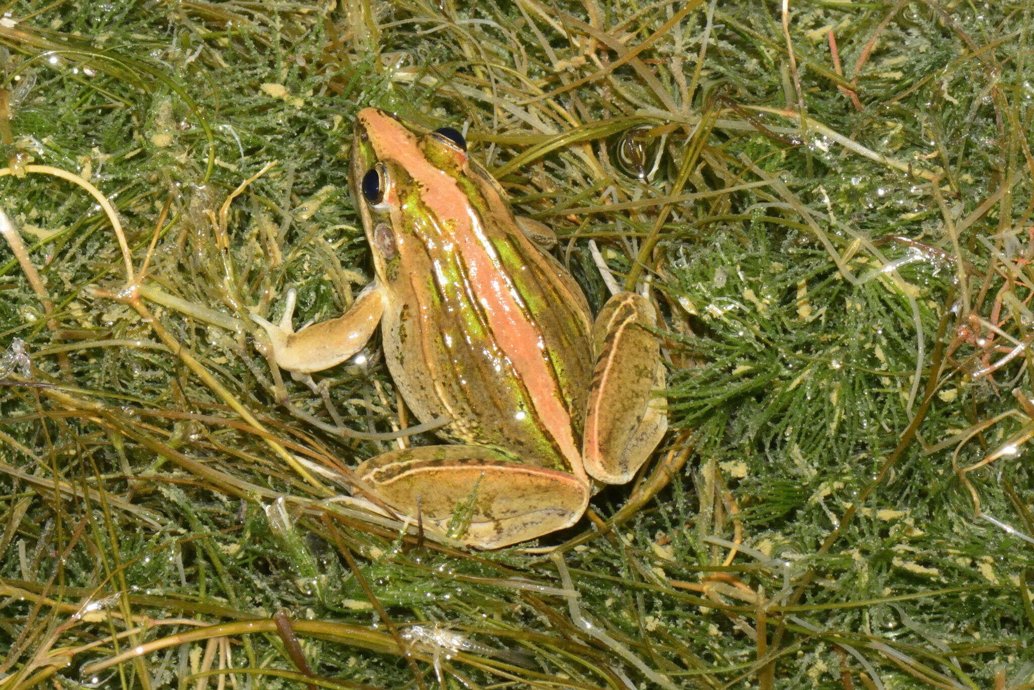 Image of Ptychadena nilotica (Seetzen 1855)
