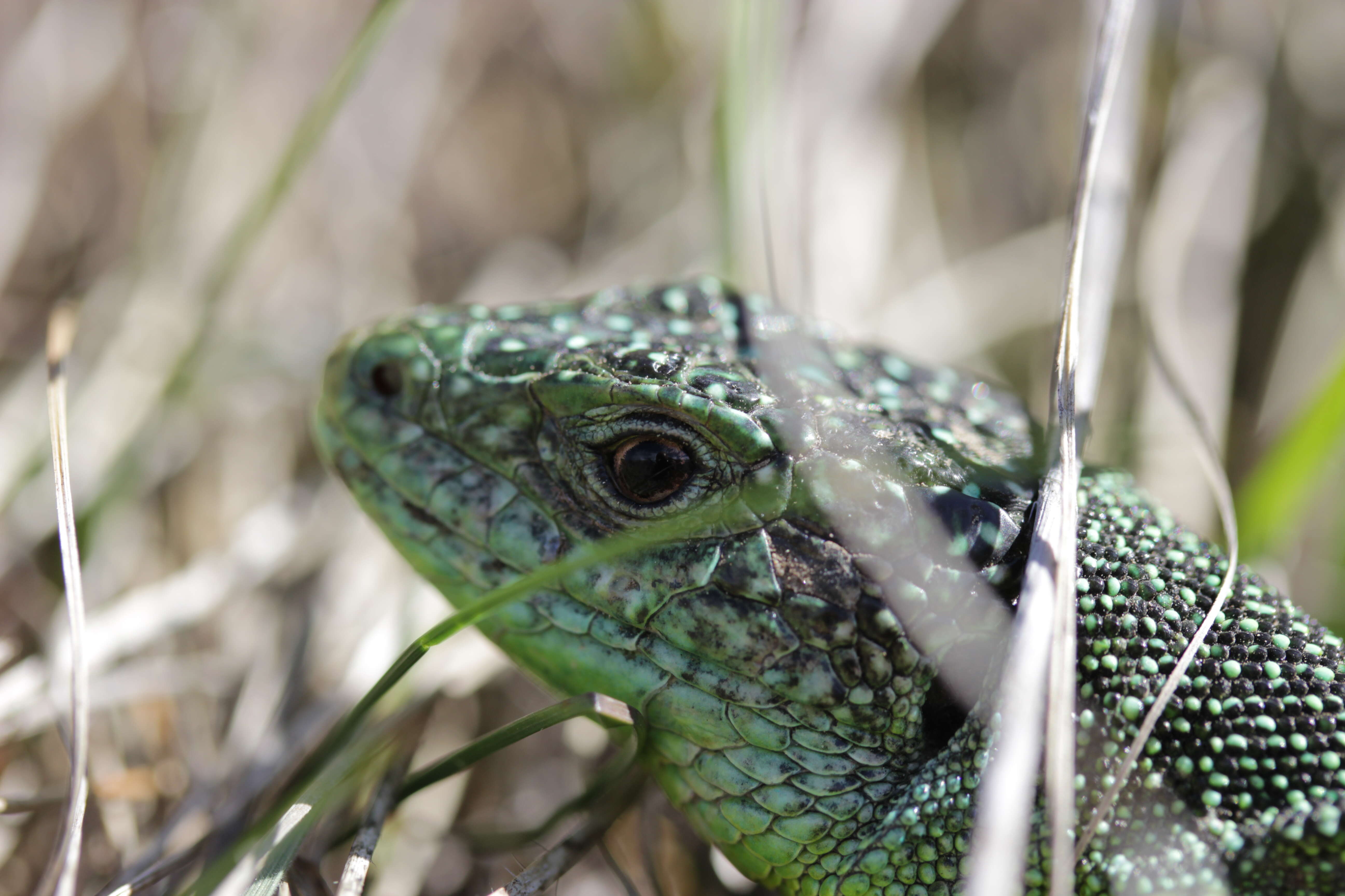 Image of Western Green Lizard