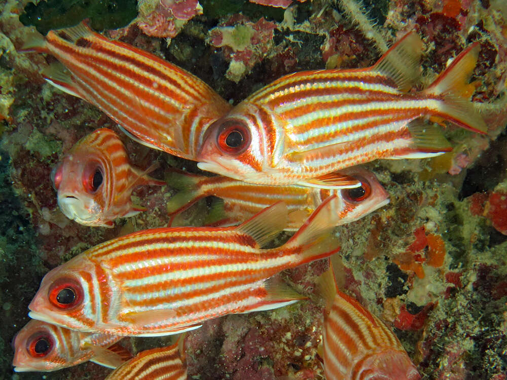 Image of Red Striped Squirrelfish