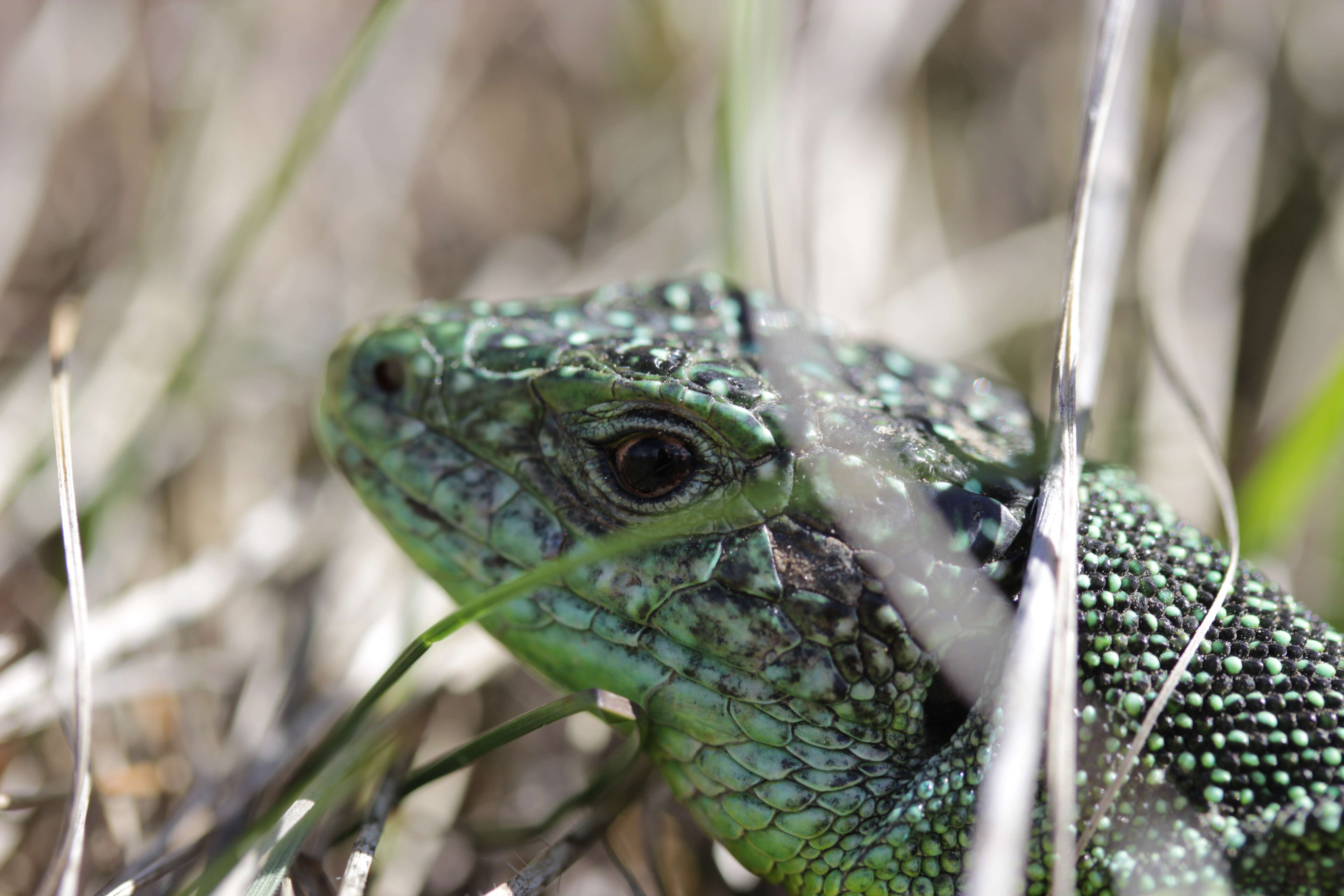 Image of Western Green Lizard