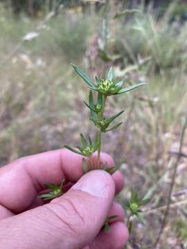 Image of mountain saucerflower