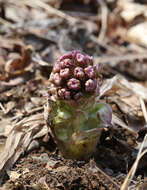 Petasites tatewakianus Kitam.的圖片