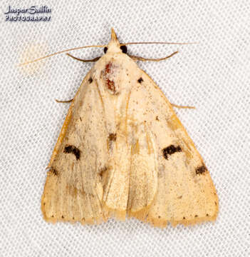 <i>Scolecocampa atriluna</i> resmi