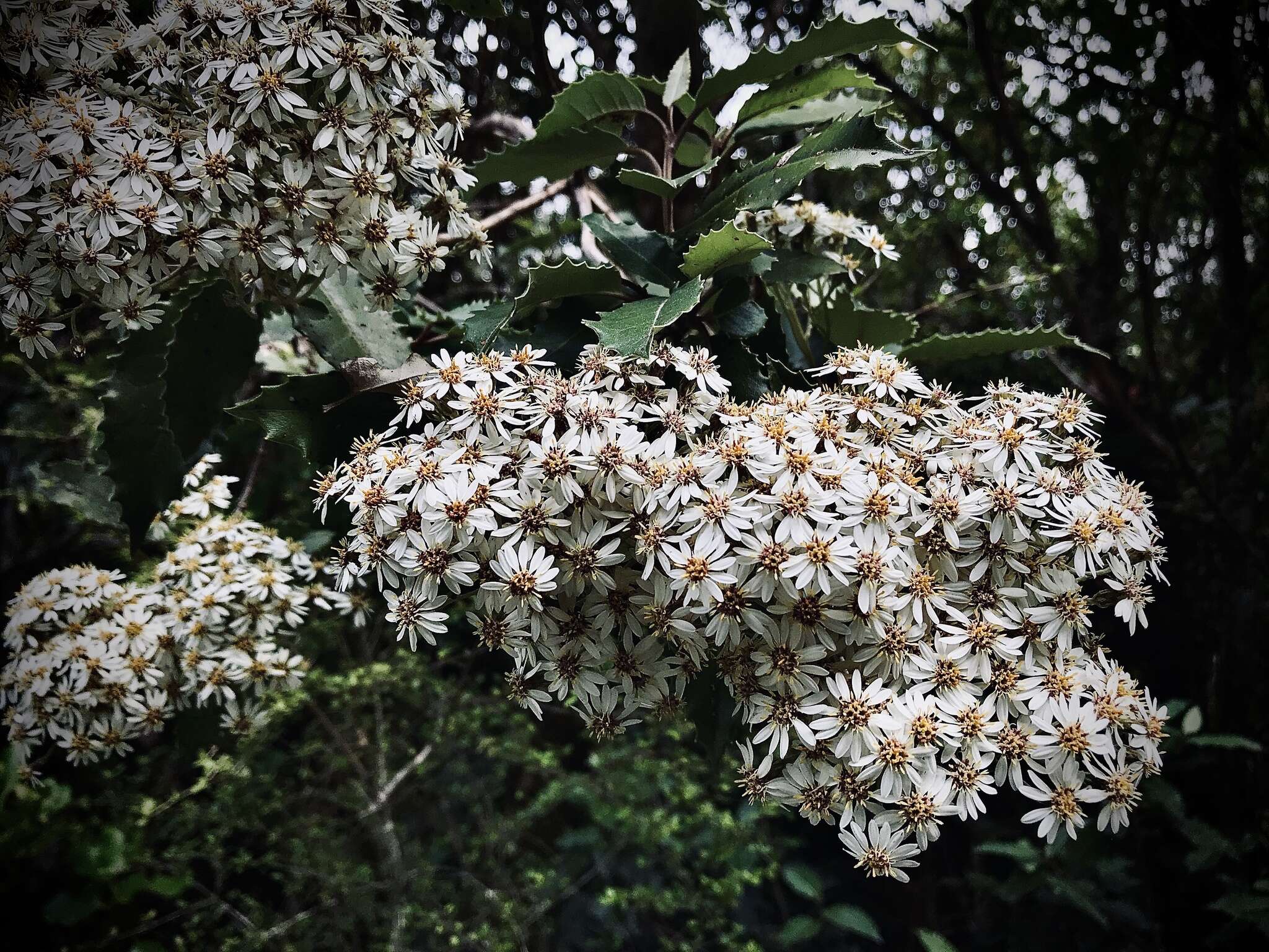 Imagem de Olearia macrodonta Baker