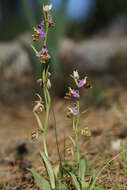 صورة Ophrys fuciflora subsp. heterochila