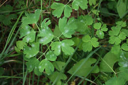 Image of Erysiphe aquilegiae subsp. aquilegiae