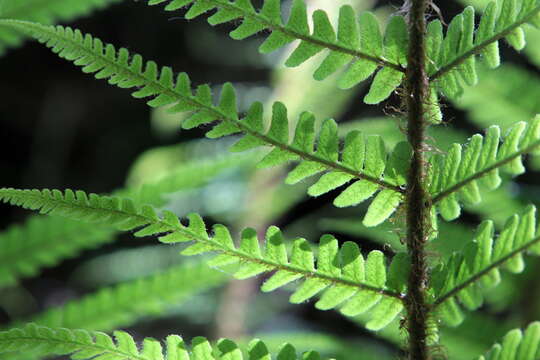 Dryopteris affinis subsp. affinis的圖片