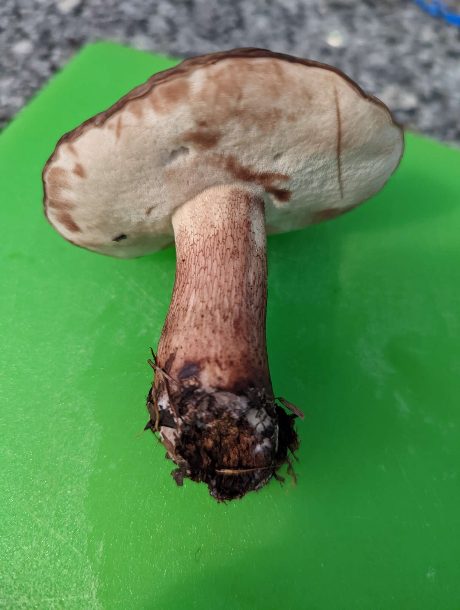 Image of Tylopilus variobrunneus Roody, A. R. Bessette & Bessette 1998