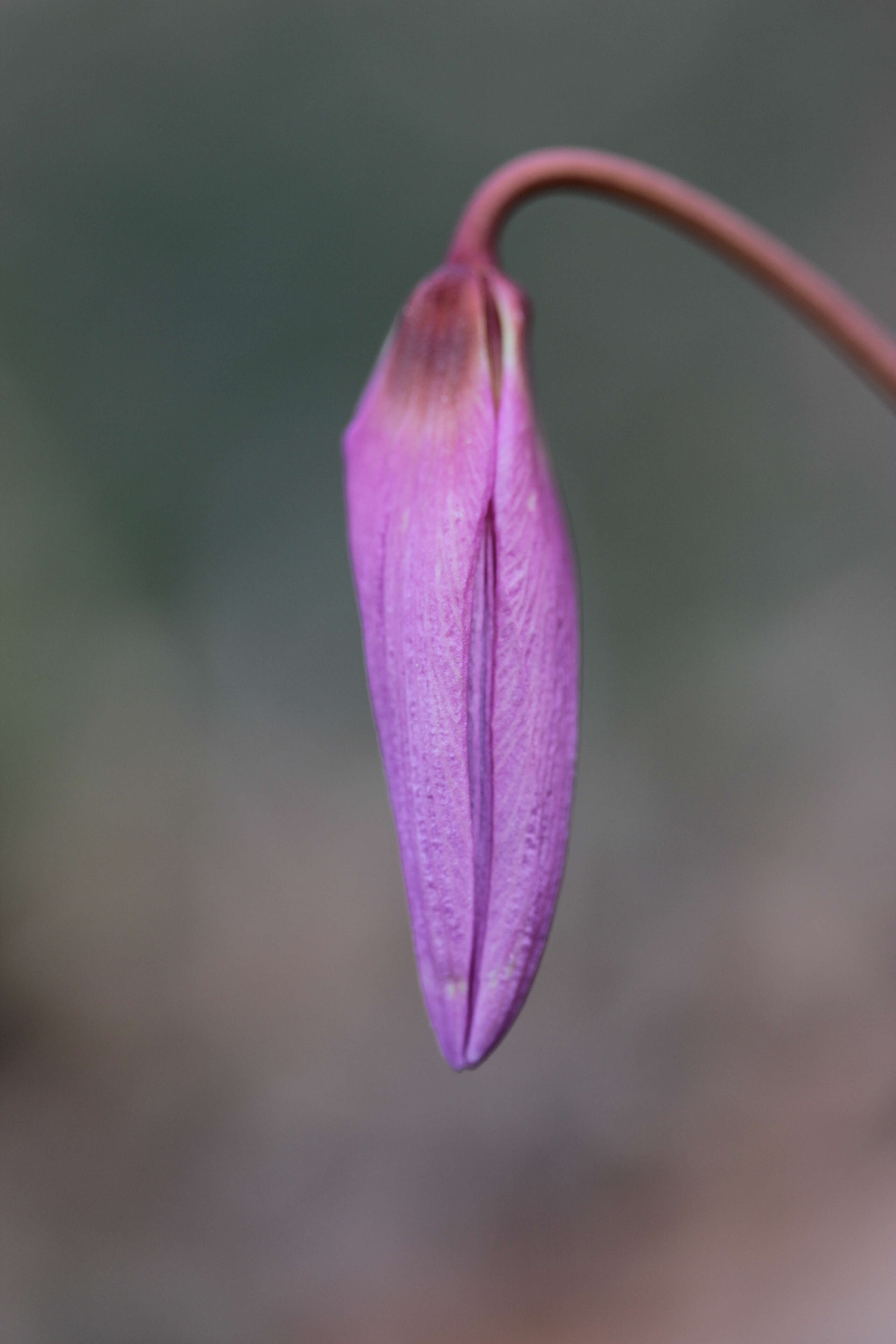 Image of Dog tooth lily