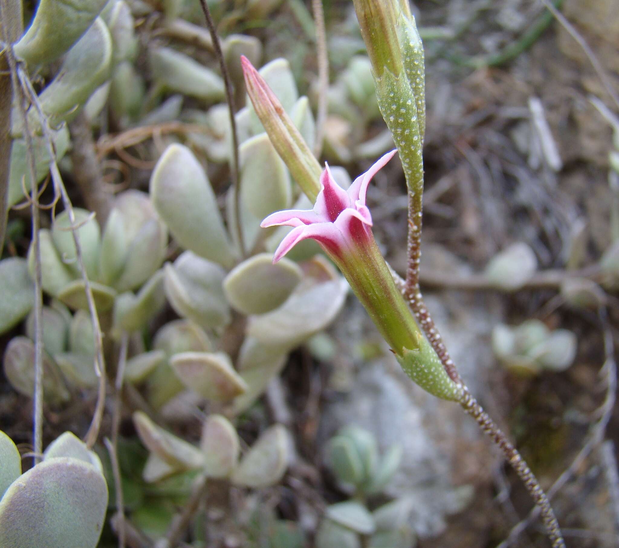 Image of Adromischus caryophyllaceus (Burm. fil.) Lem.