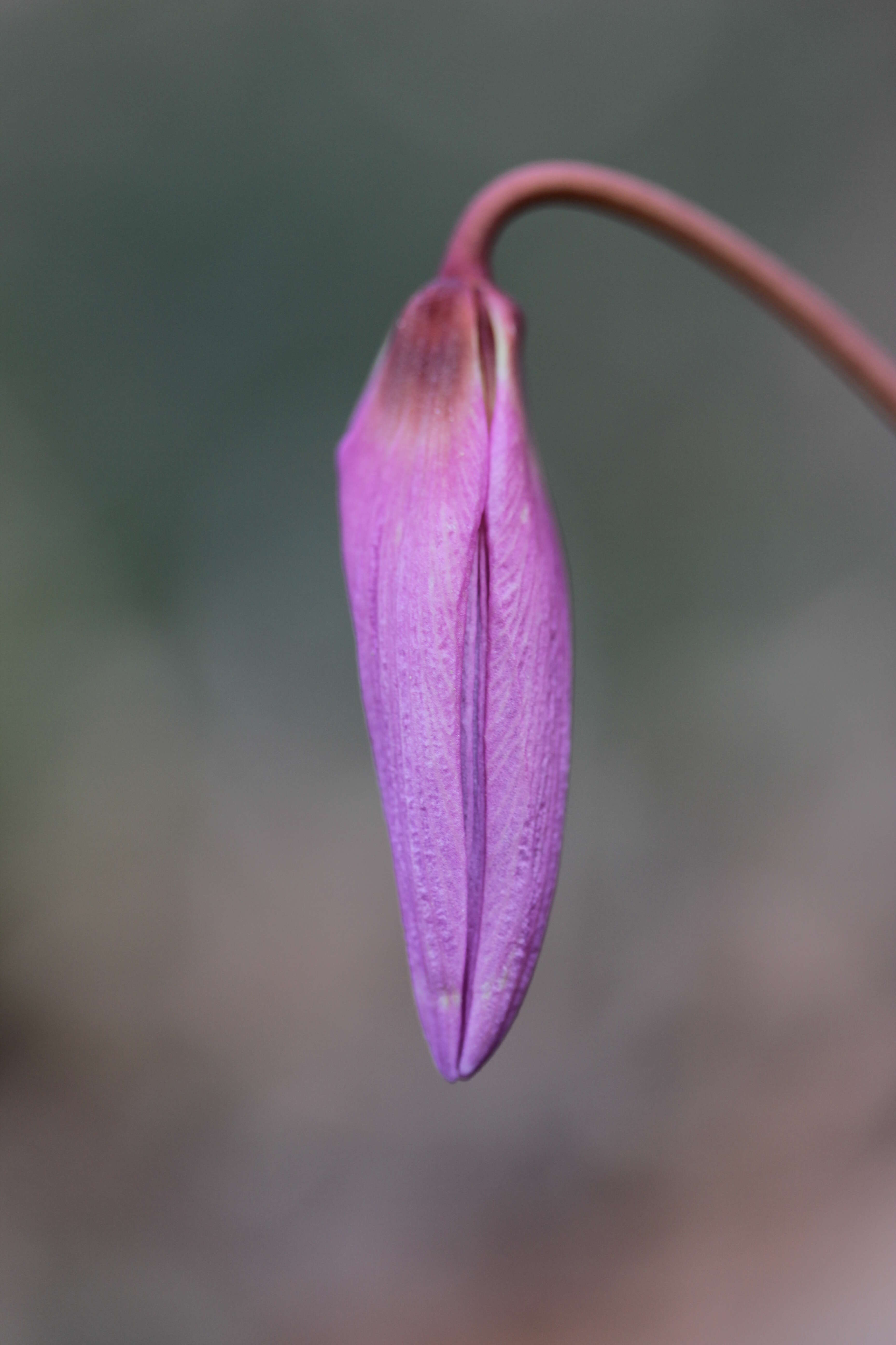 Image of Dog tooth lily