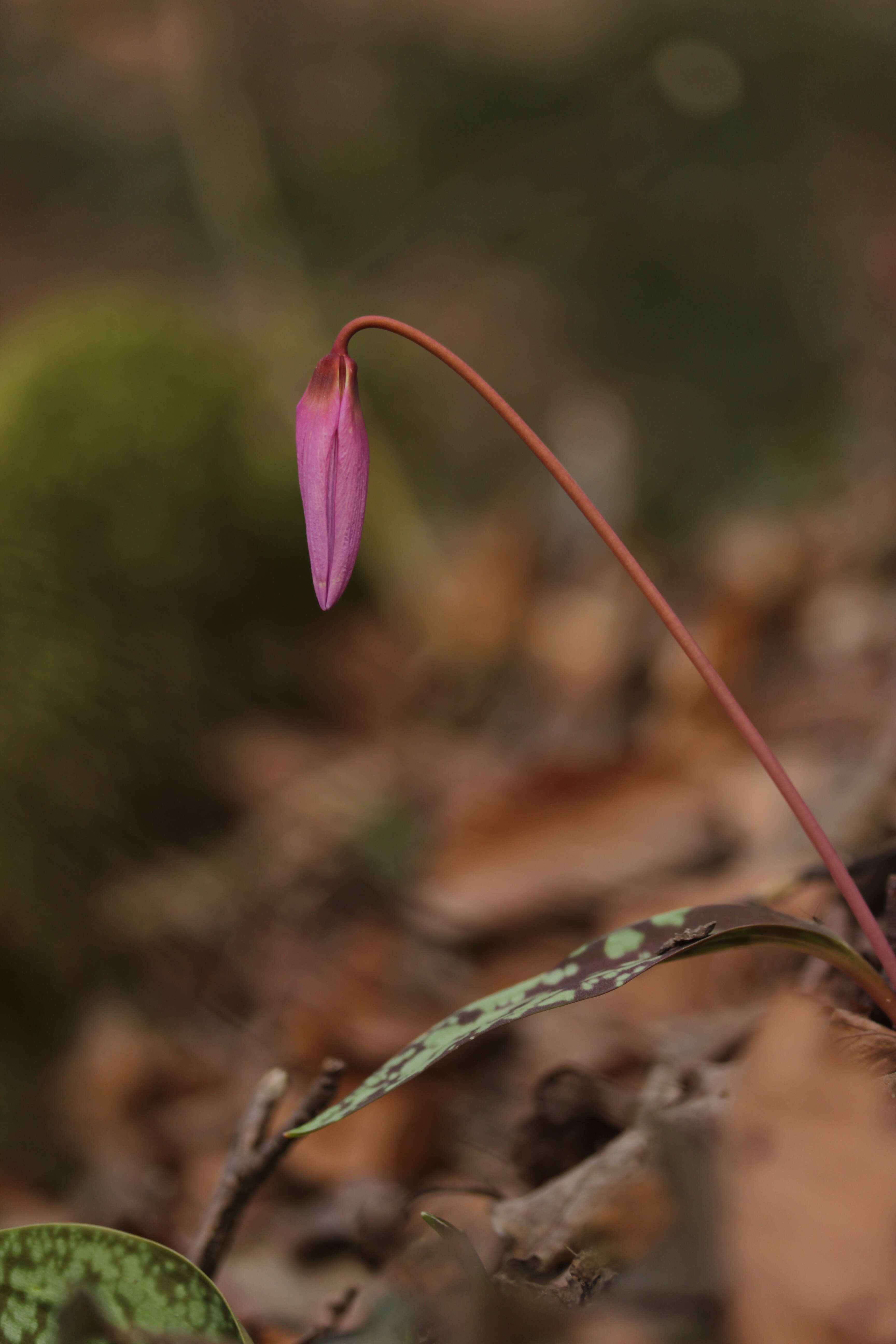 Image of Dog tooth lily