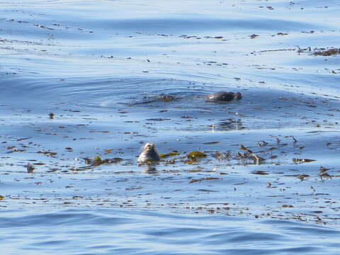 Image of Pacific harbor seal