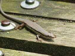 Image of Trachylepis depressa (Peters 1854)