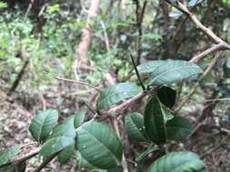 Atalantia buxifolia (Poir.) Oliv. resmi