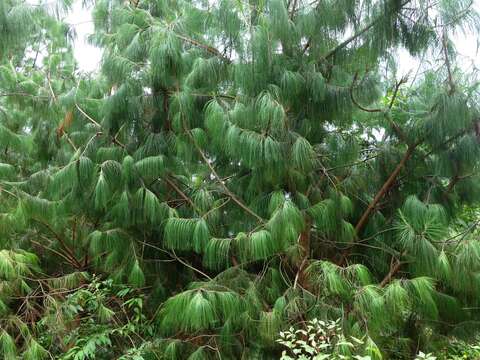 Image of Bhutan Pine