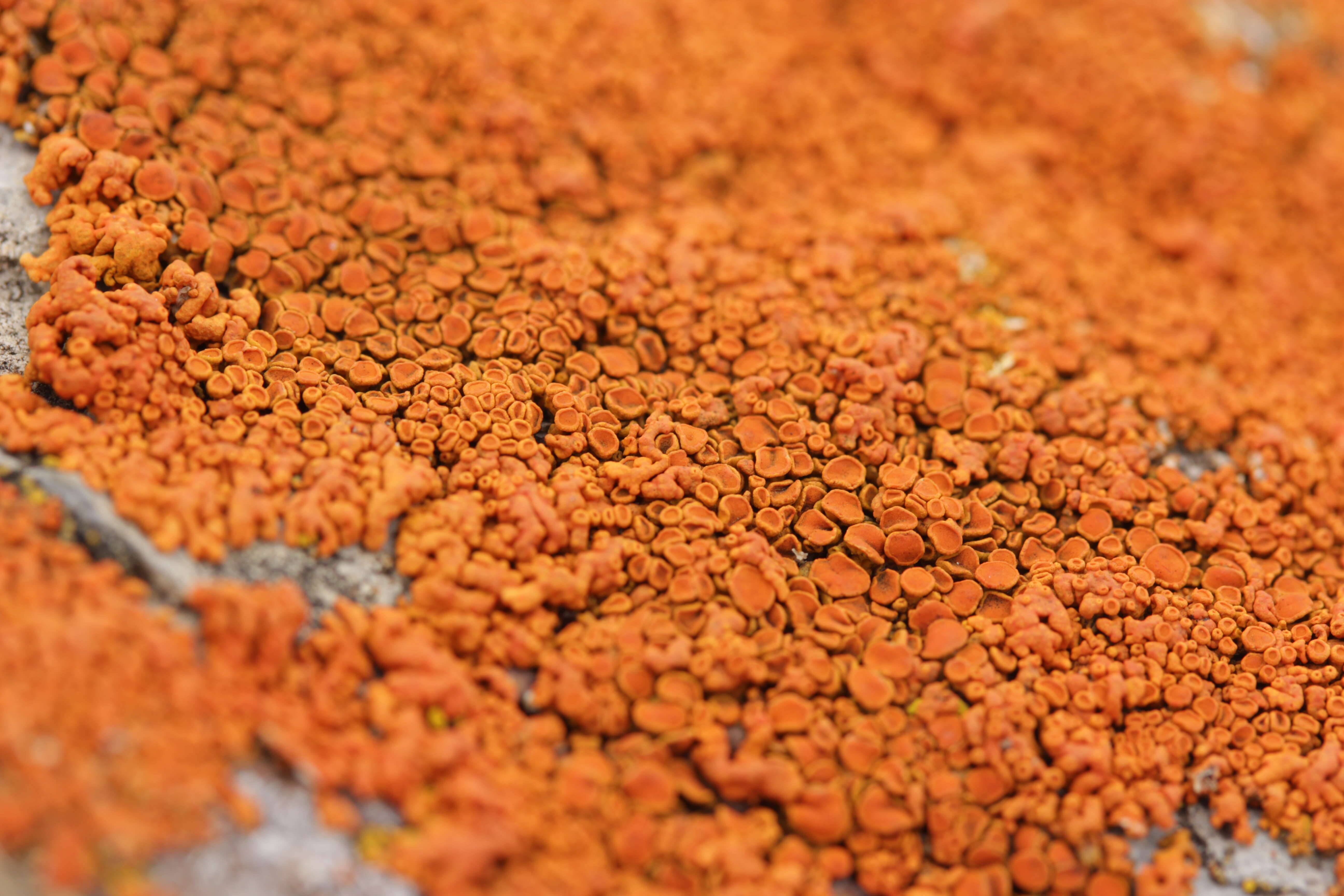 Image of elegant orange wall lichen