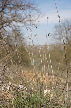 Image of Lomelosia argentea (L.) W. Greuter & Burdet