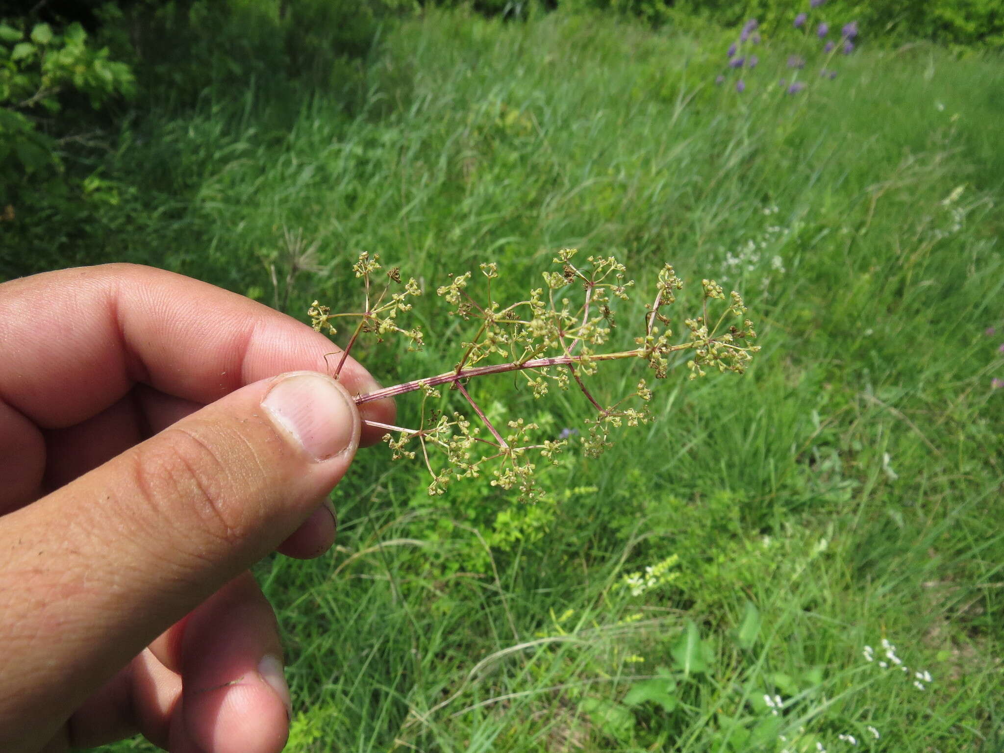 Trinia multicaulis (Poir.) Schischkin resmi