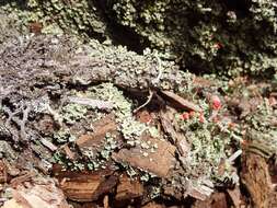 Image of cup lichen