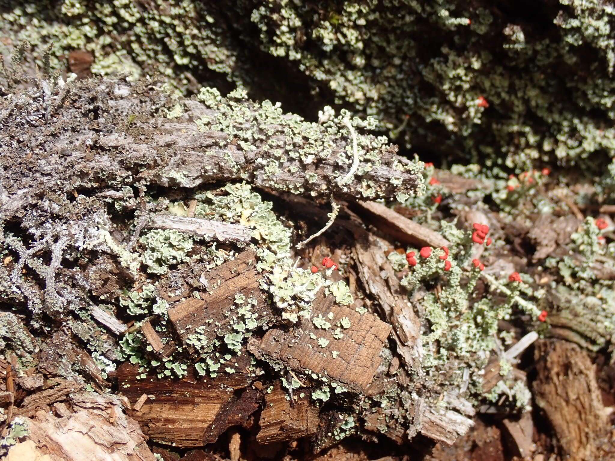 Image of cup lichen