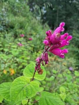 Image of Rosyleaf Sage