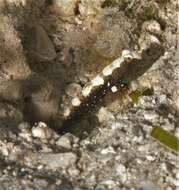 Image of Prawn-goby prawngoby shrimp-goby