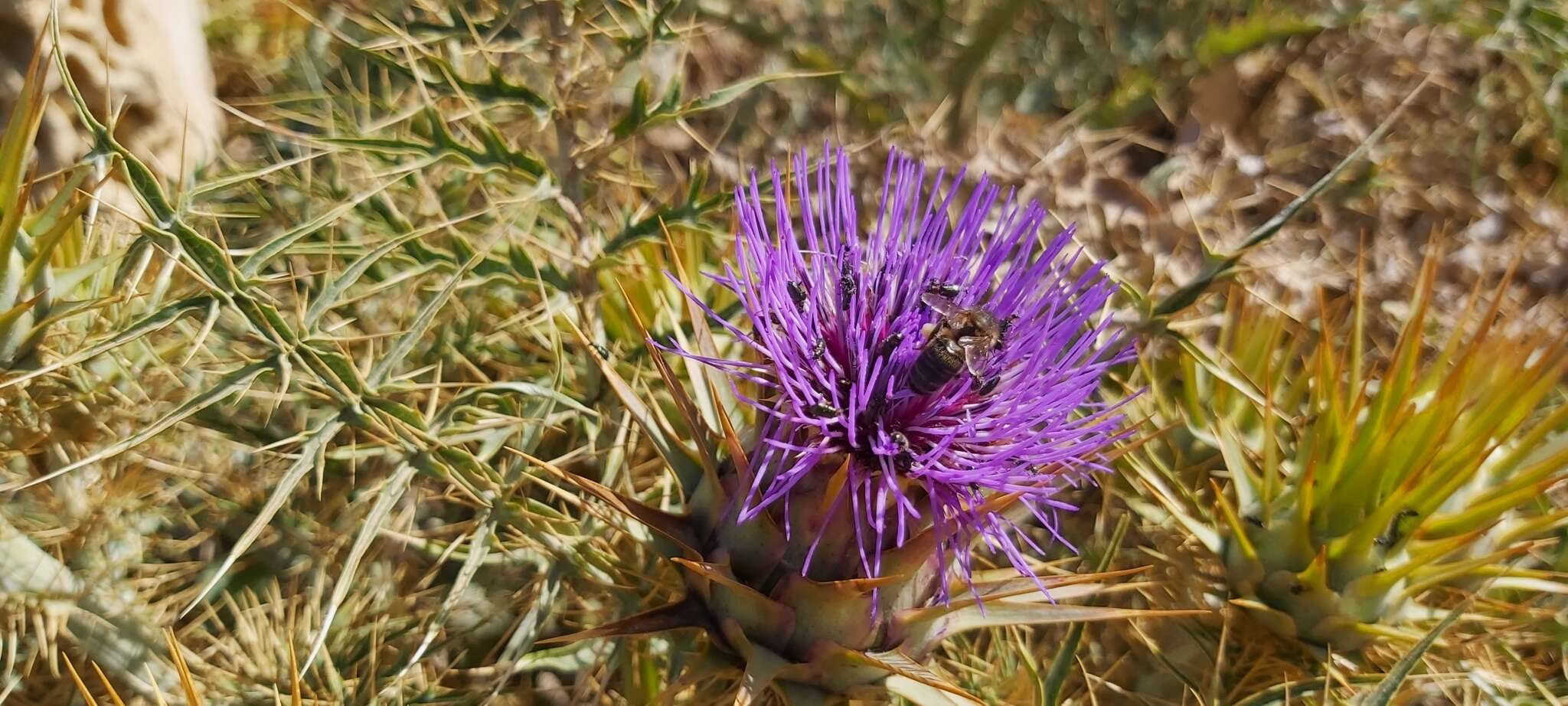 Слика од Cynara cardunculus subsp. cardunculus