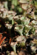 Image of cup lichen