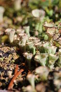 Image of cup lichen