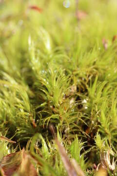 Image of Broom Moss