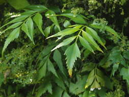 Image of Asplenium falcatum Lam.