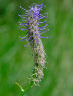 Image de Phyteuma persicifolium Hoppe