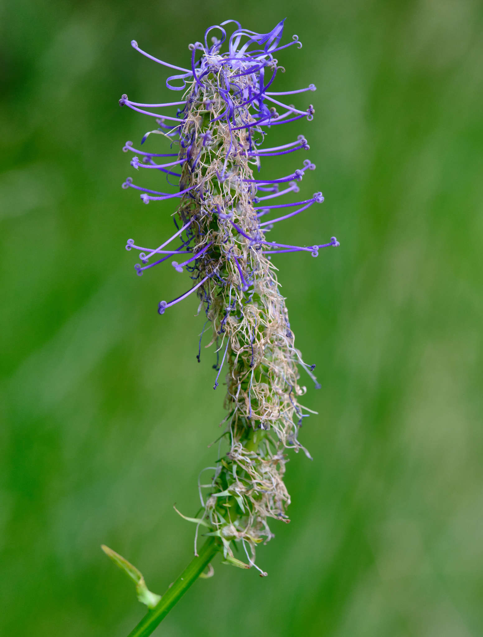 Image de Phyteuma persicifolium Hoppe