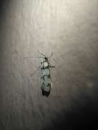 Pseudotelphusa scalella Scopoli 1763的圖片