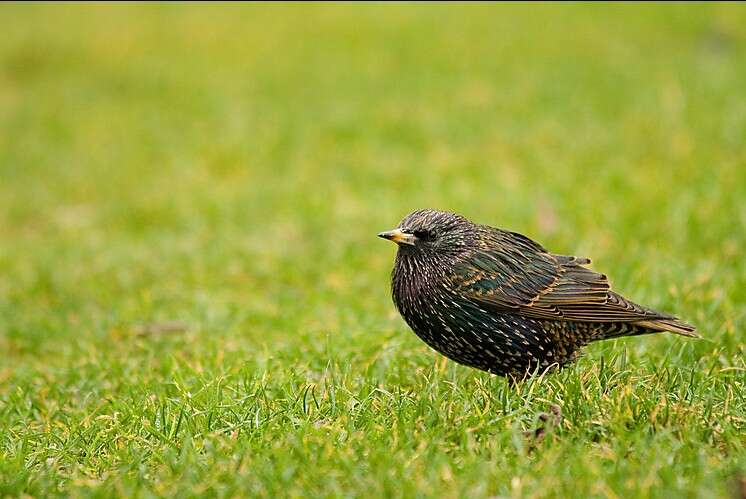 Image of Sturnus Linnaeus 1758