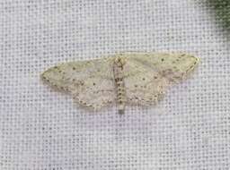 Imagem de Idaea calunetaria Staudinger 1859