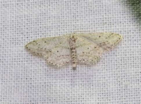 Image of Idaea calunetaria Staudinger 1859