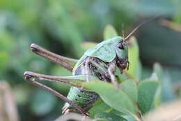 Image of Wart-biter cricket