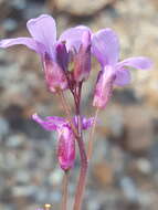 Слика од Arabis aculeolata Greene