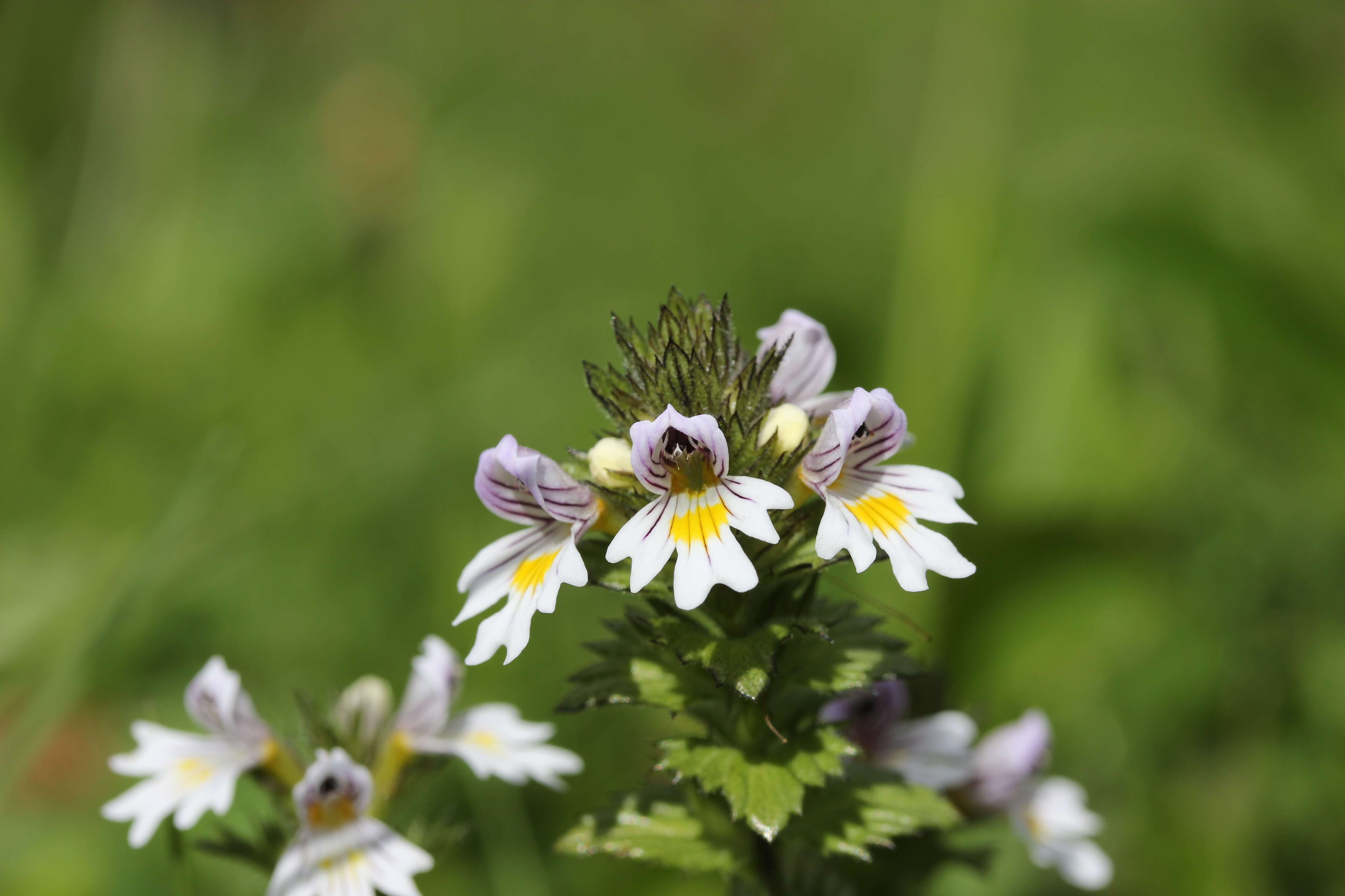 Imagem de Euphrasia officinalis subsp. officinalis