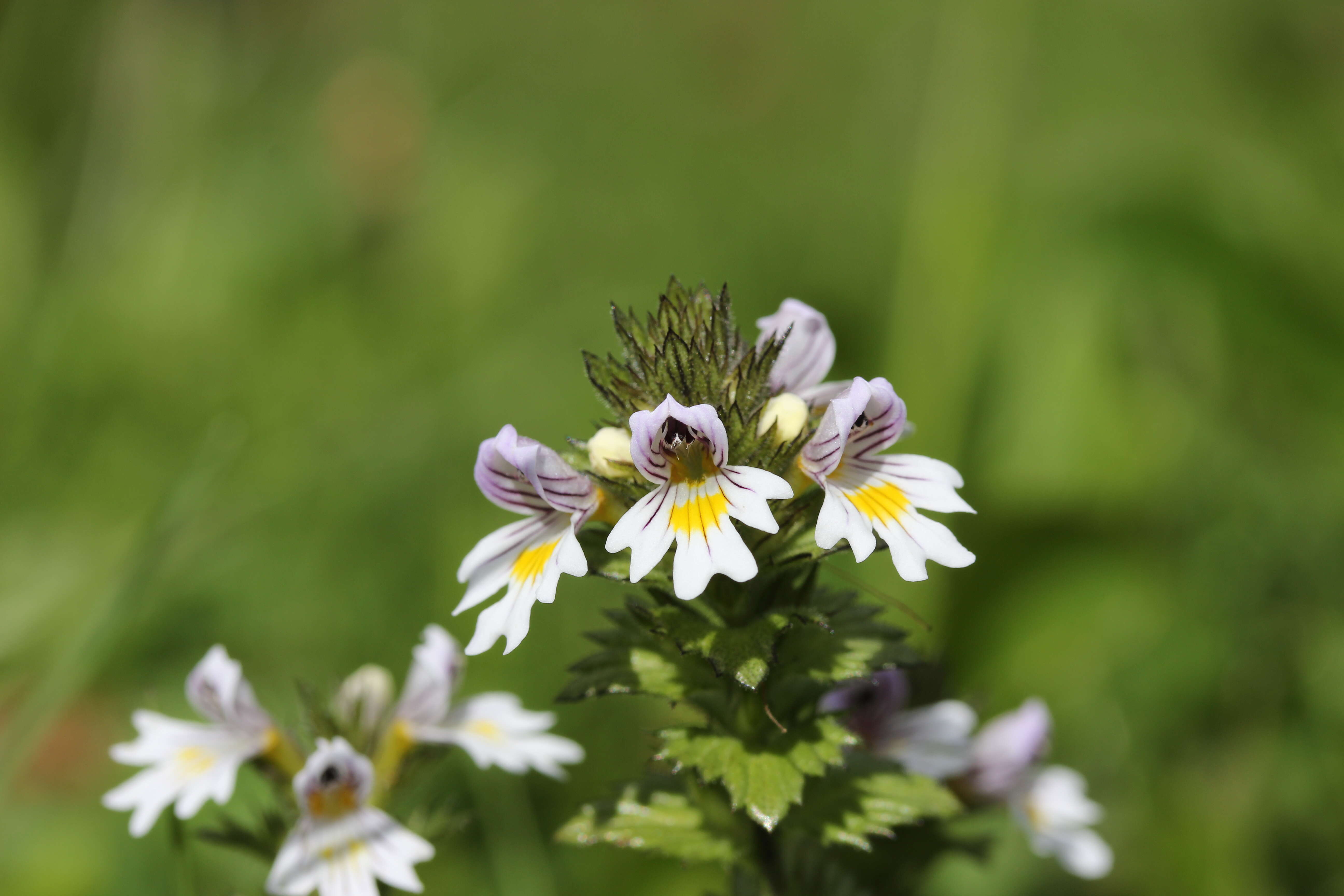 Imagem de Euphrasia officinalis subsp. officinalis