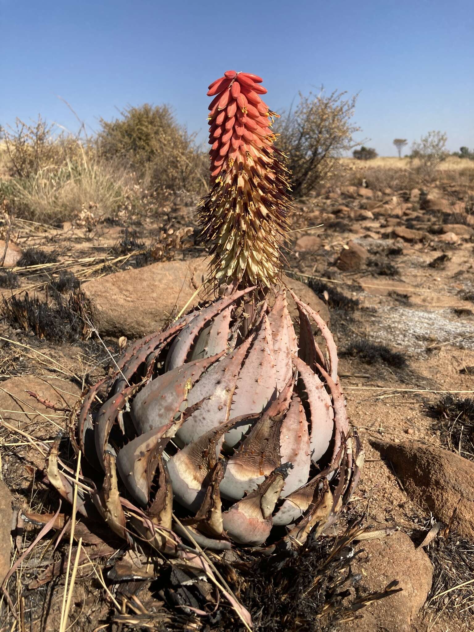 صورة Aloe peglerae Schönland