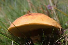 Image of Suillus grevillei (Klotzsch) Singer 1945