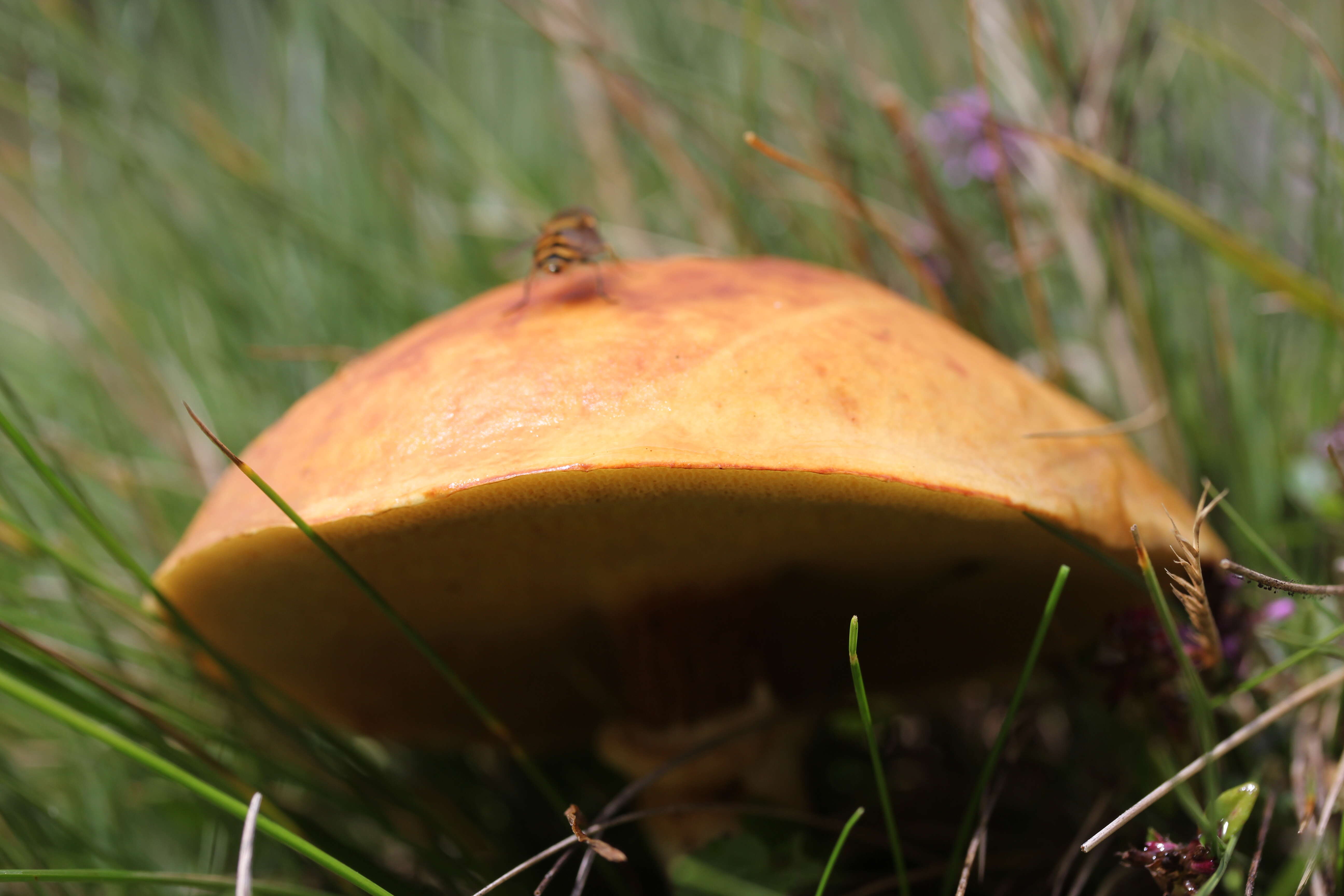 Image of Suillus grevillei (Klotzsch) Singer 1945